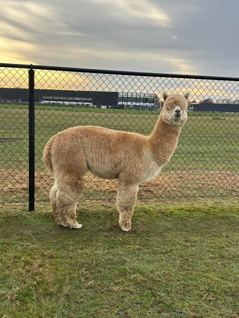 Drie alpaca dekhengsten te koop!, Dieren en Toebehoren, Overige Dieren, April, Meerdere dieren