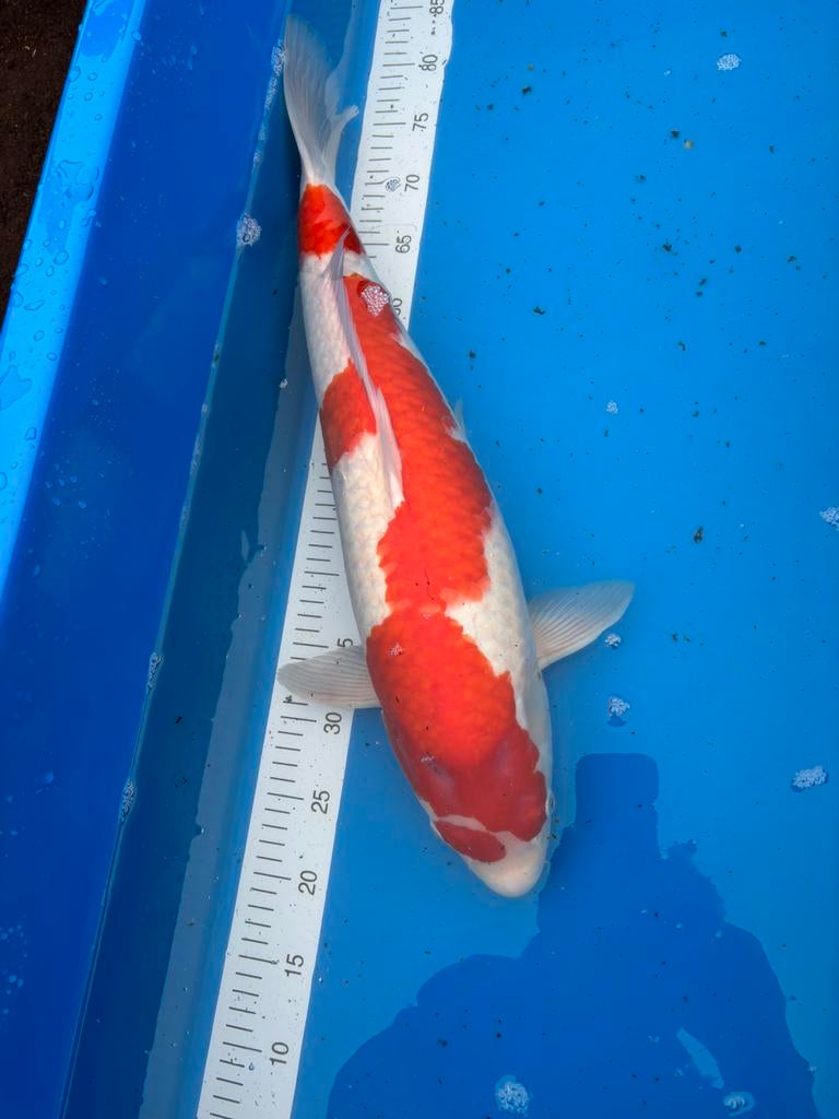 Kohaku met certificaat 57 cm kweker dainichi, Dieren en Toebehoren