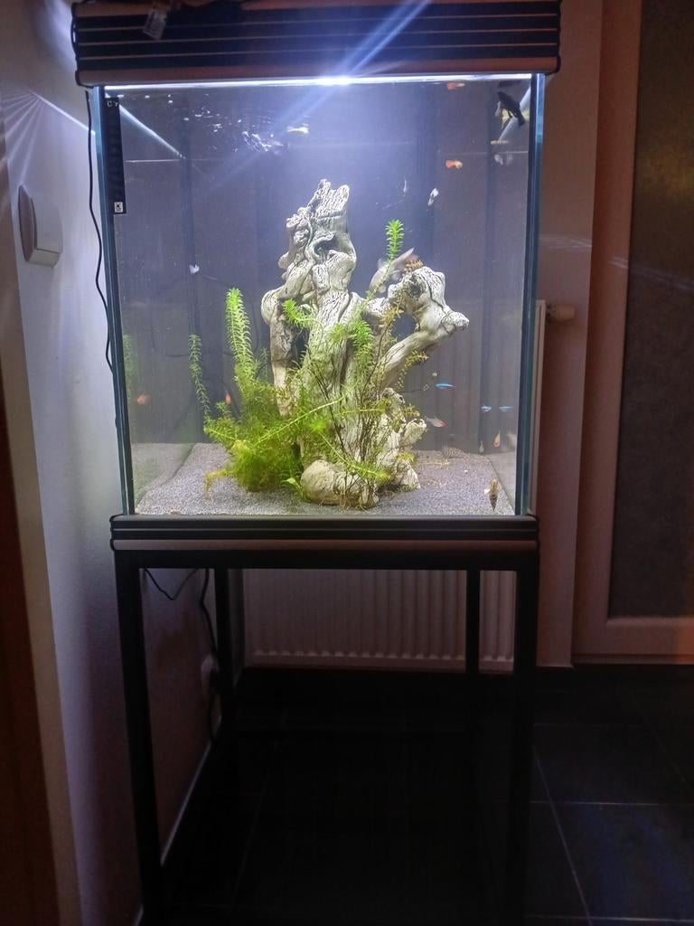 Aquarium  60 h x 50  L . +- 200l, Animaux & Accessoires, Enlèvement
