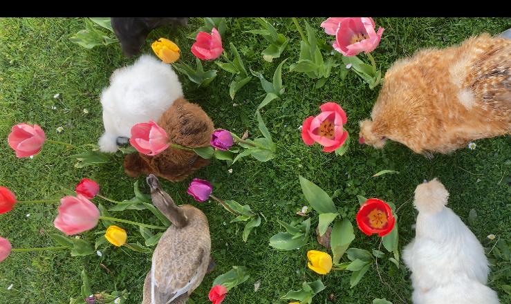 Oeufs fecondes poules soie, Enlèvement, Comme neuf