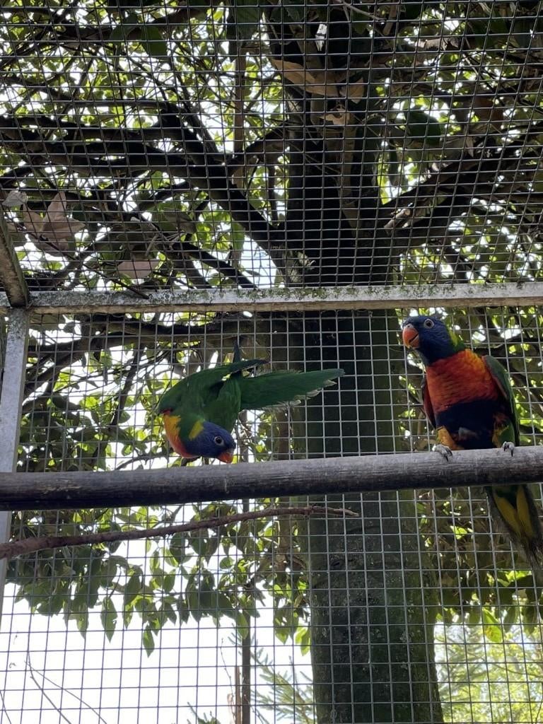 perruche, Plusieurs animaux, Perruche, Bagué