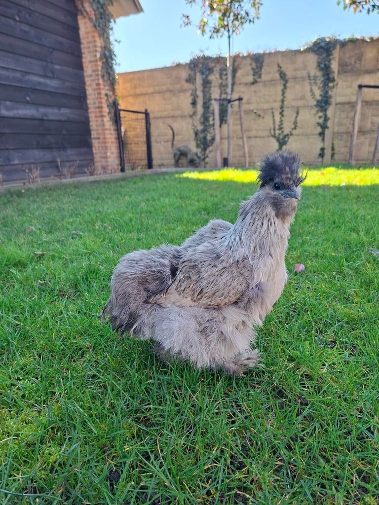 Zijdehoen hen en haan 6maand, Dieren en Toebehoren, Pluimvee
