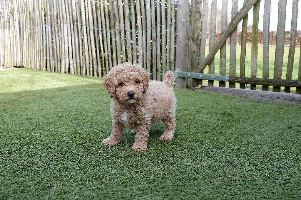 Beaux chiot caniche nain, avec pedigree (parents testés), Animaux & Accessoires, Chiens | Chihuahuas & Chiens de compagnie, Chien (mâle)
