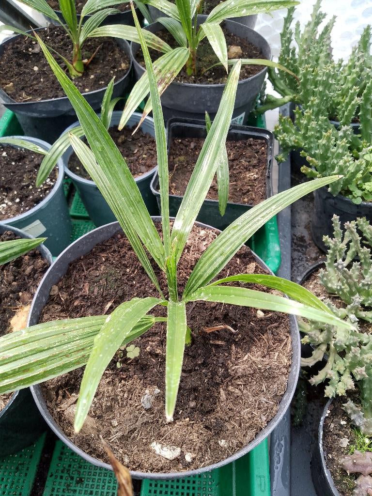 palmboom Trachycarpus princeps, Tuin en Terras, Ophalen