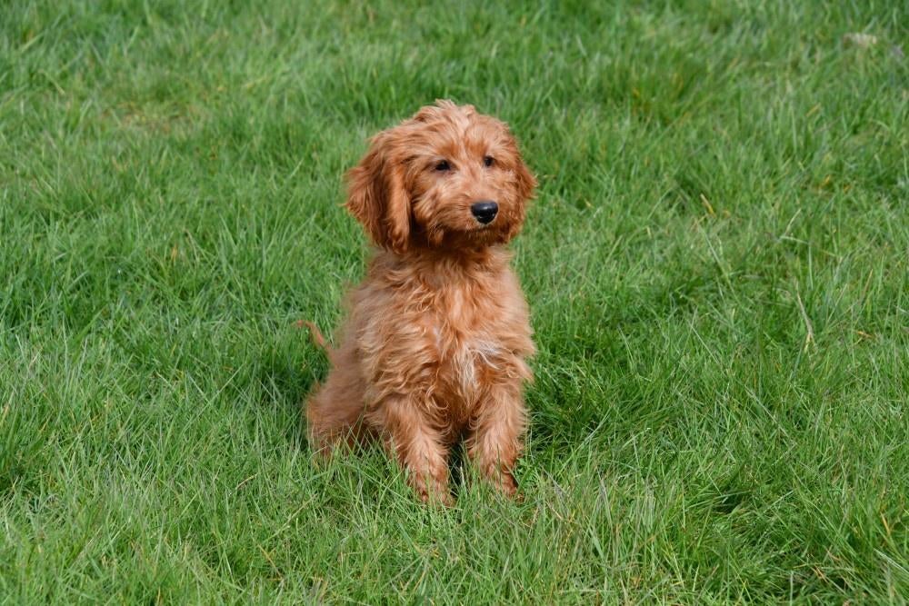 Chiots Cockapoo à vendre, Animaux & Accessoires, 15 semaines à 1 an, Étranger, Hépatite contagieuse (maladie de Rubarth), Plusieurs animaux