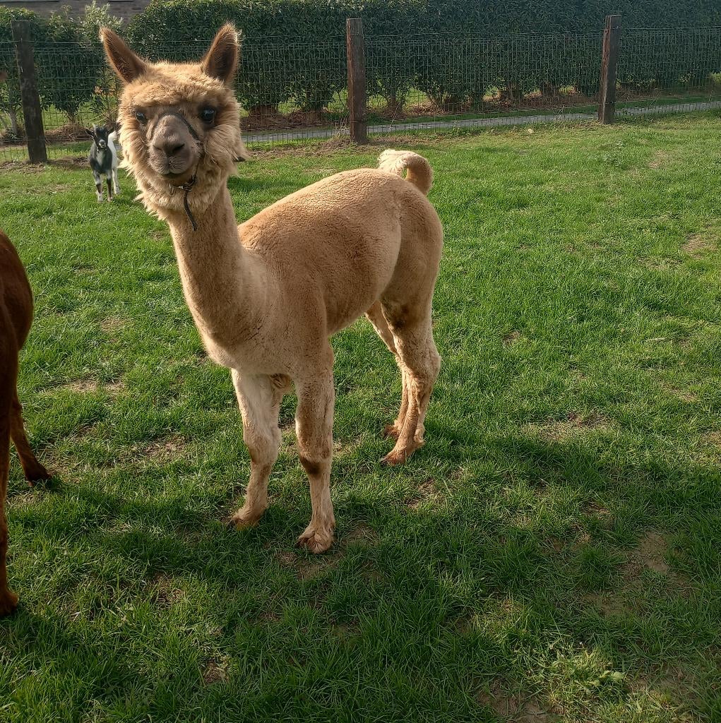 Alpaca hengst, Dieren en Toebehoren, Juli, Mannelijk