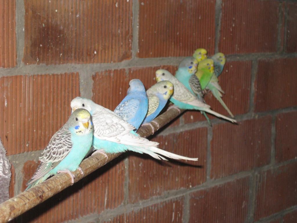 Grasparkieten van2025, Animaux & Accessoires, Oiseaux | Perruches & Perroquets, Perruche, Plusieurs animaux