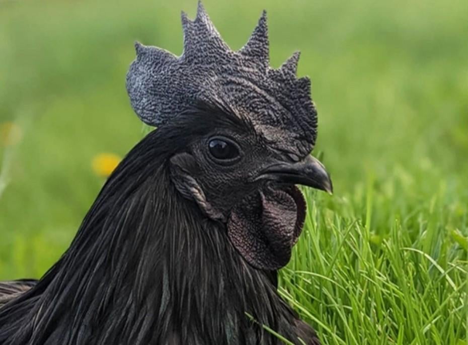 Broedeieren ayam cemani, Sexe inconnu, Poule ou poulet
