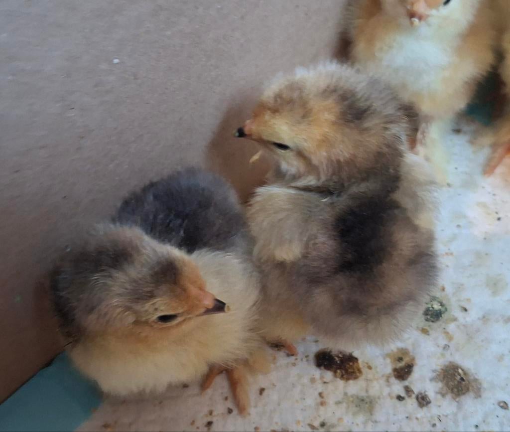 Poussins Brahma, Animaux & Accessoires