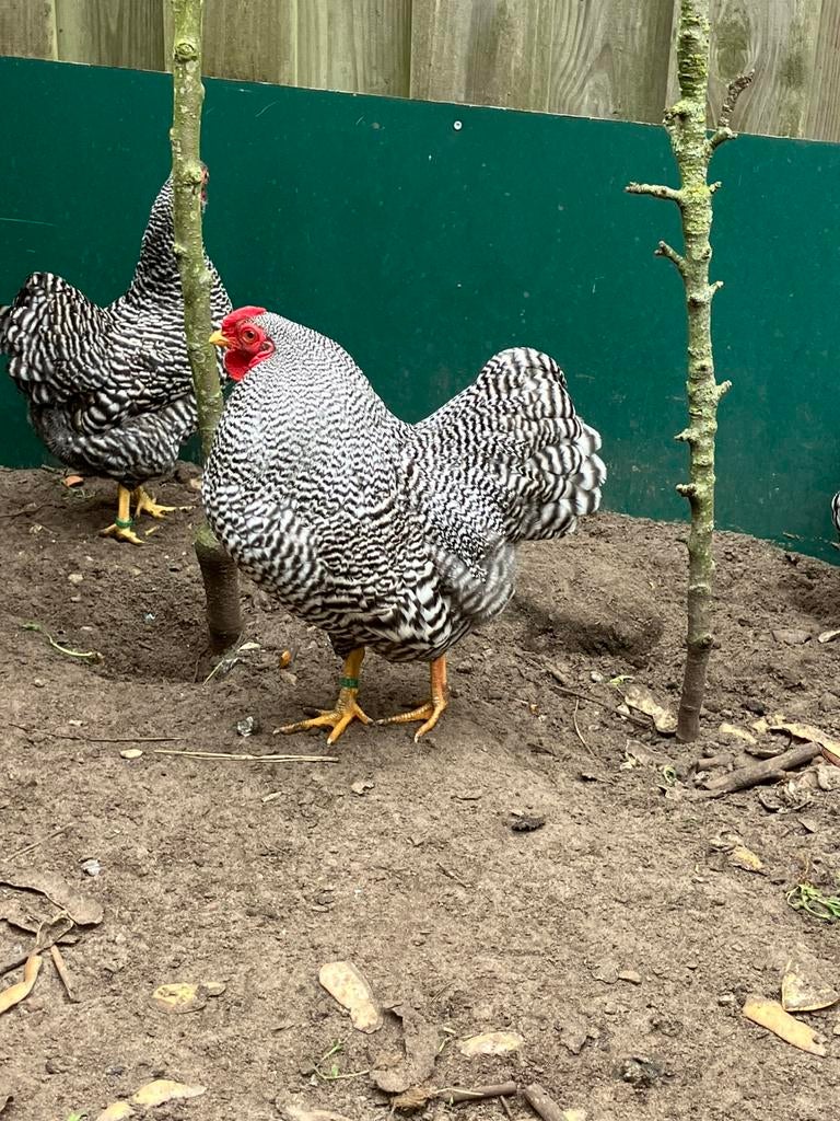 Wyandot kriel haan, Dieren en Toebehoren, Pluimvee