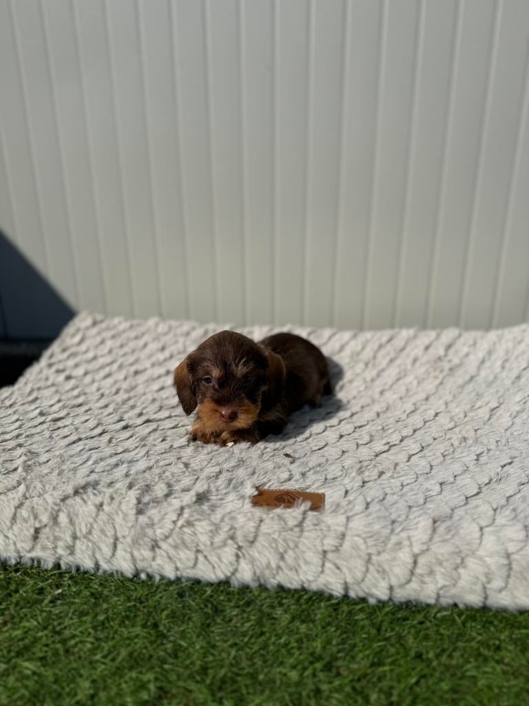 Prachtige choco tan ruwharige dwergteckel, Dieren en Toebehoren, Honden | Teckels en Dashonden, Parvo, België, 8 tot 15 weken