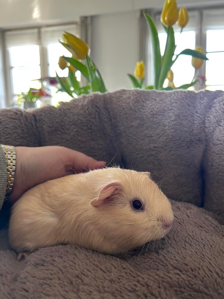 Super lief cavia zeugje, Dieren en Toebehoren, Cavia, Februari, Vrouwelijk, Tam
