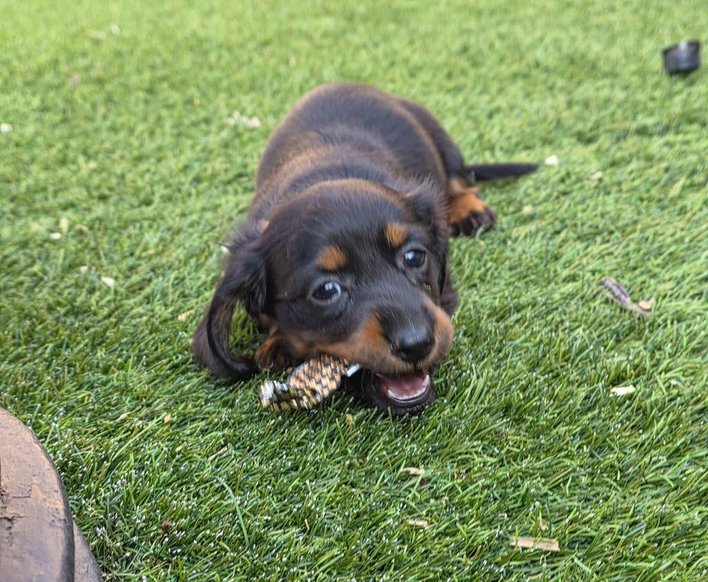 Lieve Teckel pups, Dieren en Toebehoren, Honden | Teckels en Dashonden, België, Fokker | Hobbymatig, 8 tot 15 weken, Korthaar