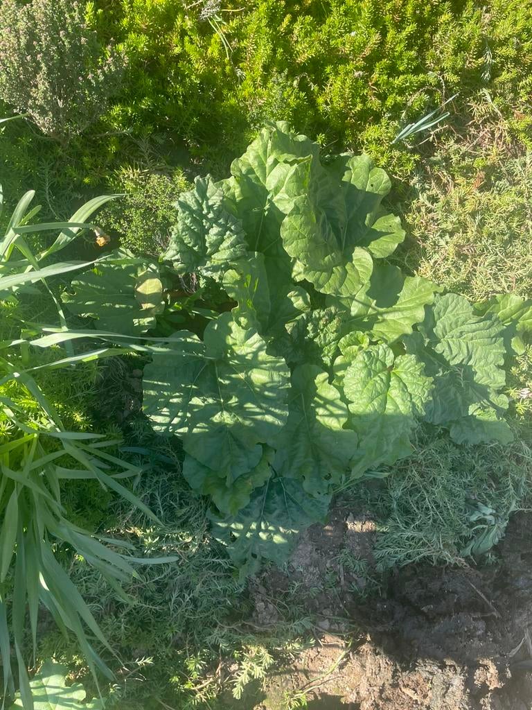 Plante de rhubarbe, Enlèvement