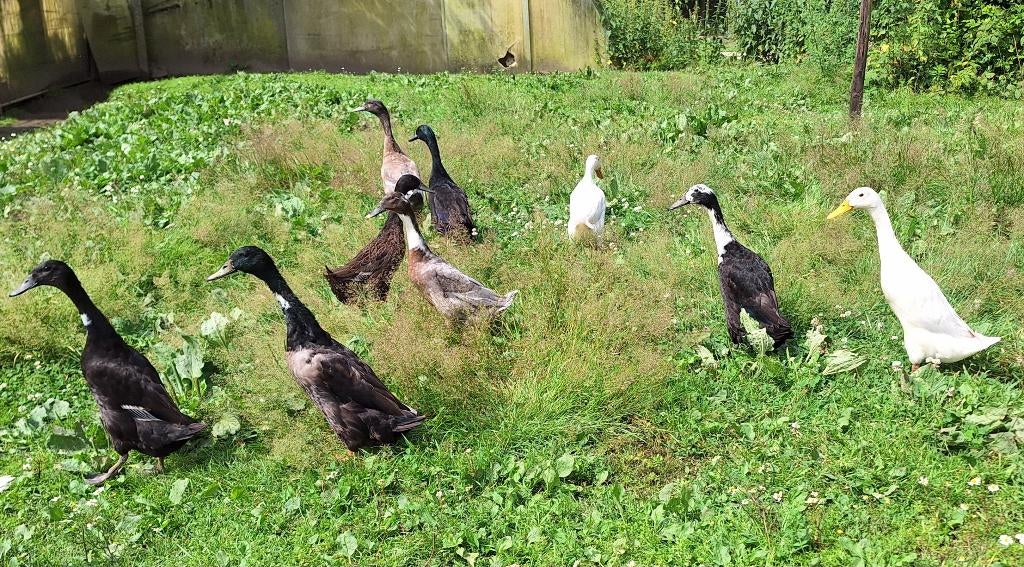Indische loopeenden, Mannelijk, Eend