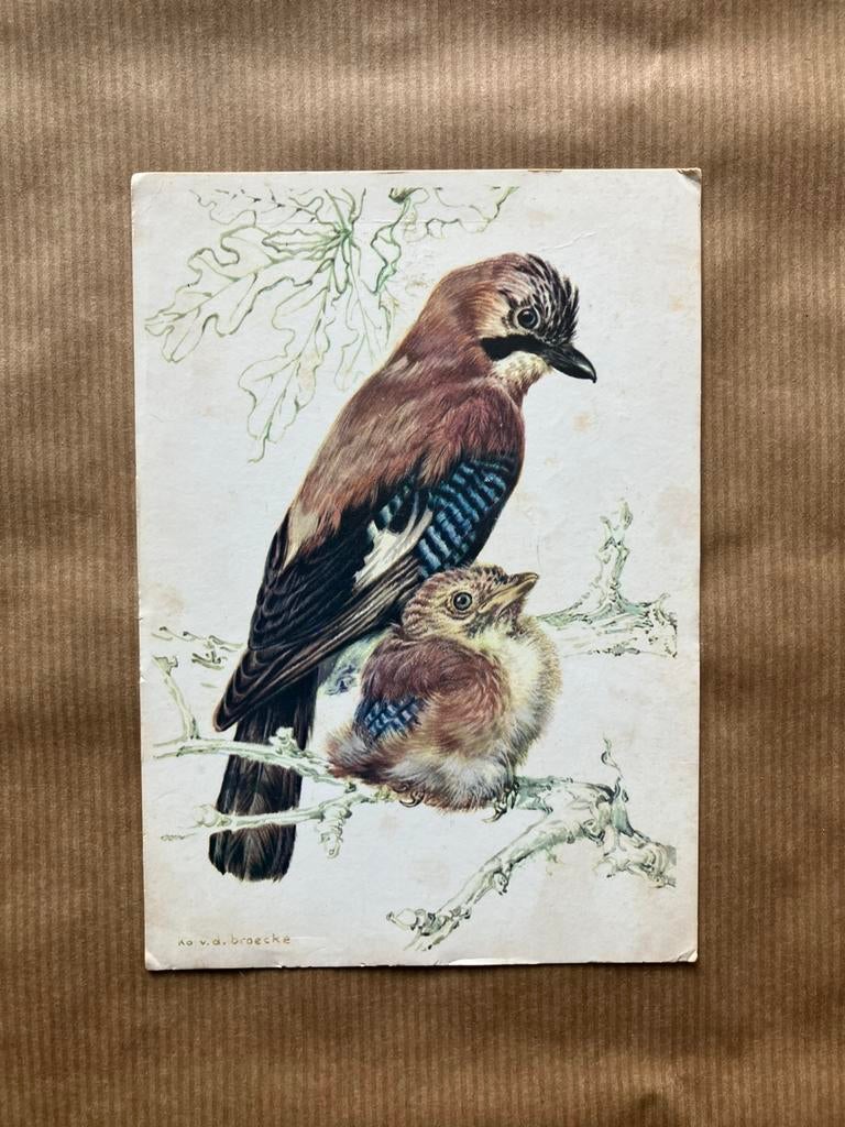 Vlaamse gaai - Ko van den Broecke, Ophalen of Verzenden, Gelopen, Vogel