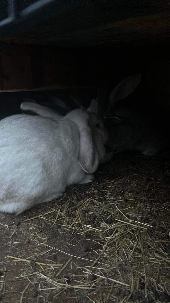 Het is een meisje zwart met wit en is heel tam, Dieren en Toebehoren, Konijnen, Vrouwelijk, Middelgroot, Hangoor, 0 tot 2 jaar