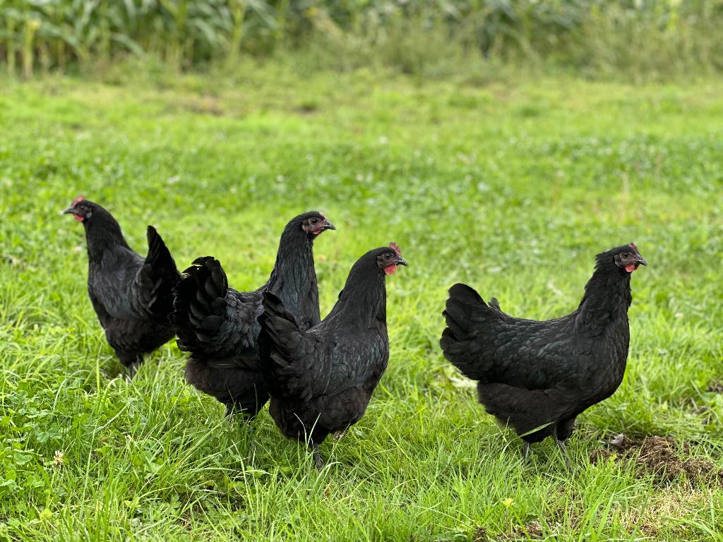 Jonge tamme Australorp kippen gesekst en ingeënt, Femelle, Poule ou poulet