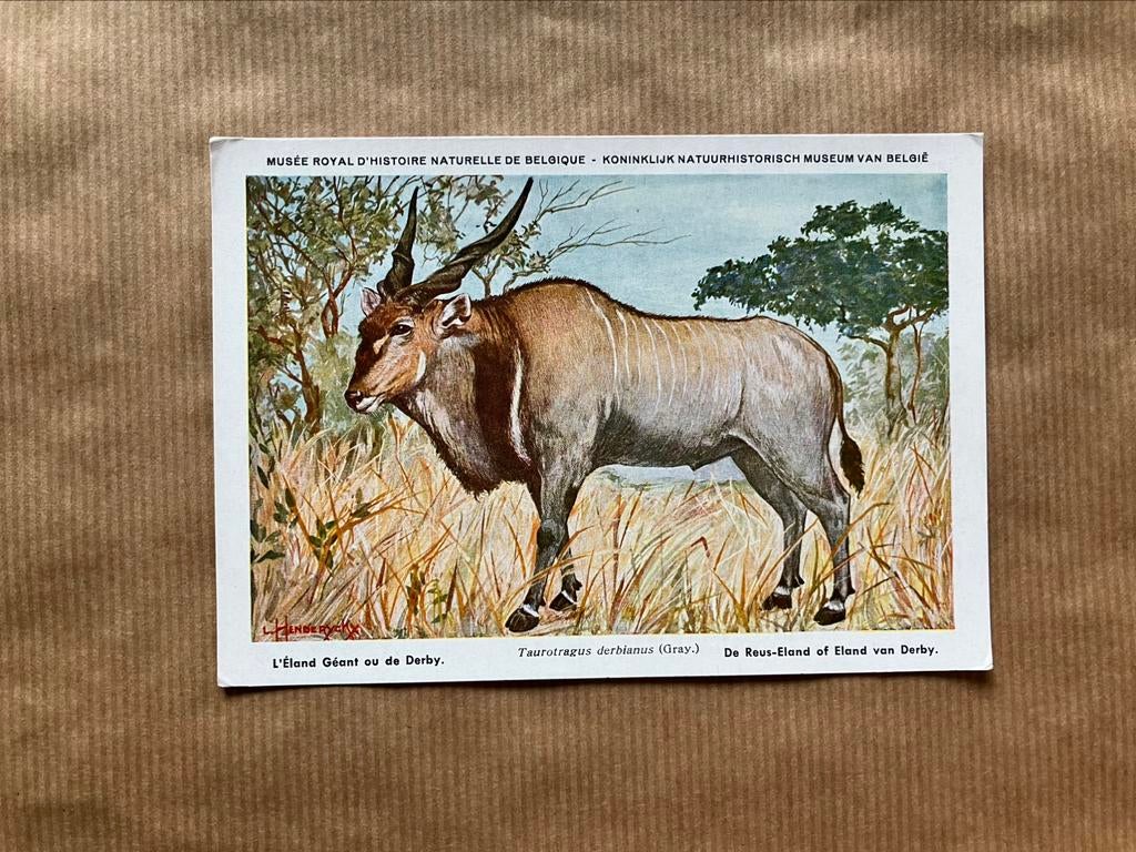 Beschermde Zoogdieren In Belgisch Congo Nr. 20 Reus Eland, Ophalen of Verzenden, Ongelopen, Wild dier
