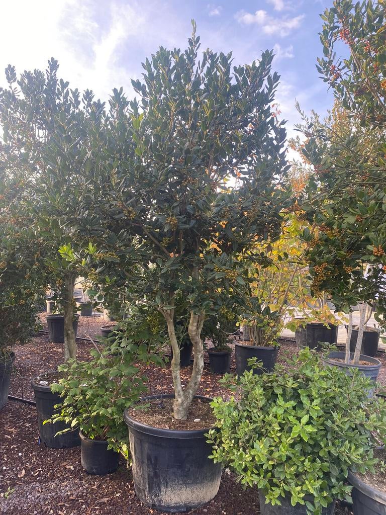 Ilex 'Nellie R. Stevens'. Meerstammige Boom (Parasol), Tuin en Terras, Planten | Bomen, Ophalen