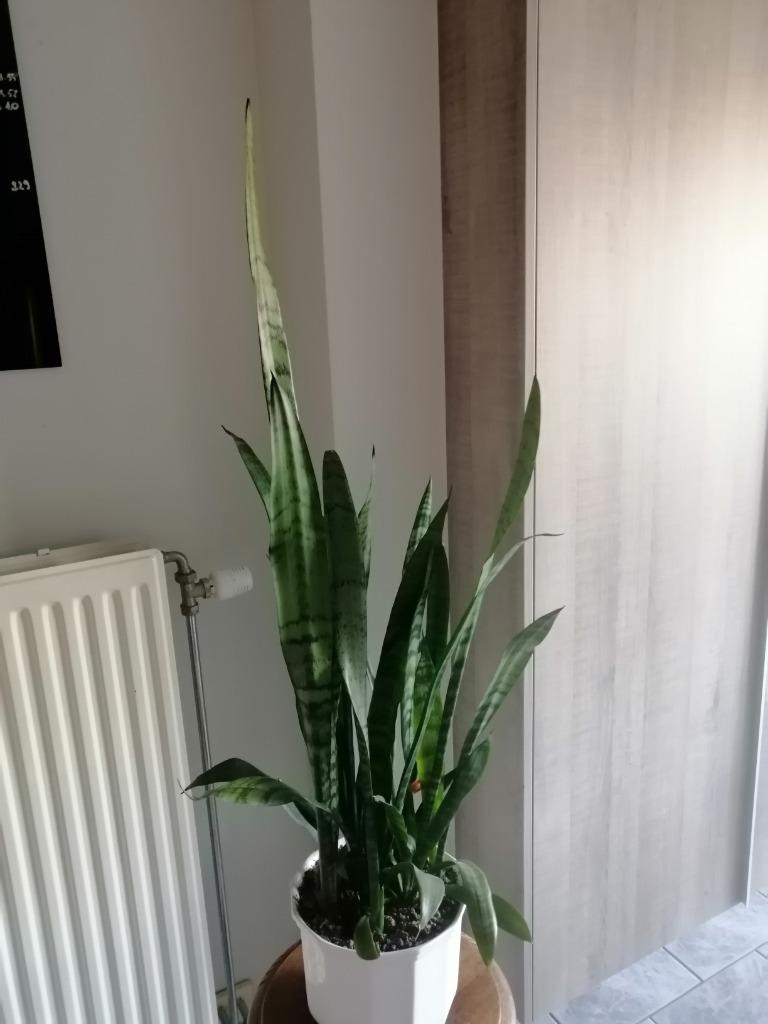 Grote sanseveria - vrouwentongen in witte porseleinen pot, Huis en Inrichting, Ophalen