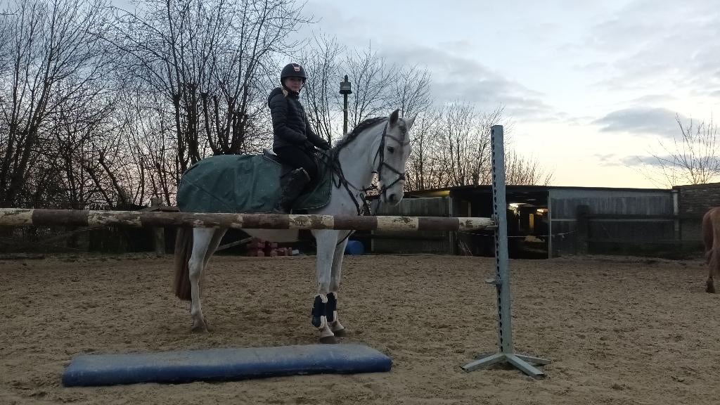 11-jarig paard, Gechipt, Minder dan 160 cm, Ruin, Zadelmak