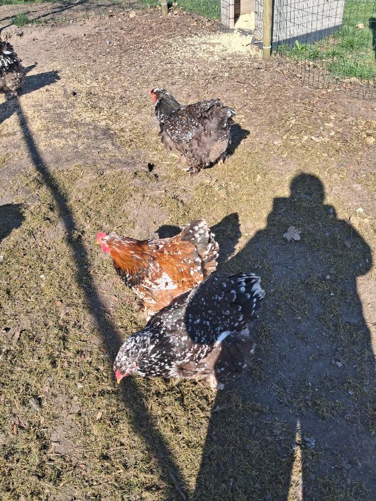 Brahma broedeieren, Sexe inconnu, Poule ou poulet