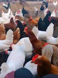 legkippen direct eitjes of jongere TOP KWALITEIT 0499/082381, Dieren en Toebehoren, Vrouwelijk, Kip