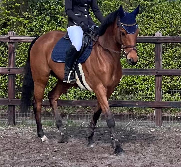 Belle jument, B, 160 à 165 cm, Avec pedigree, Jument