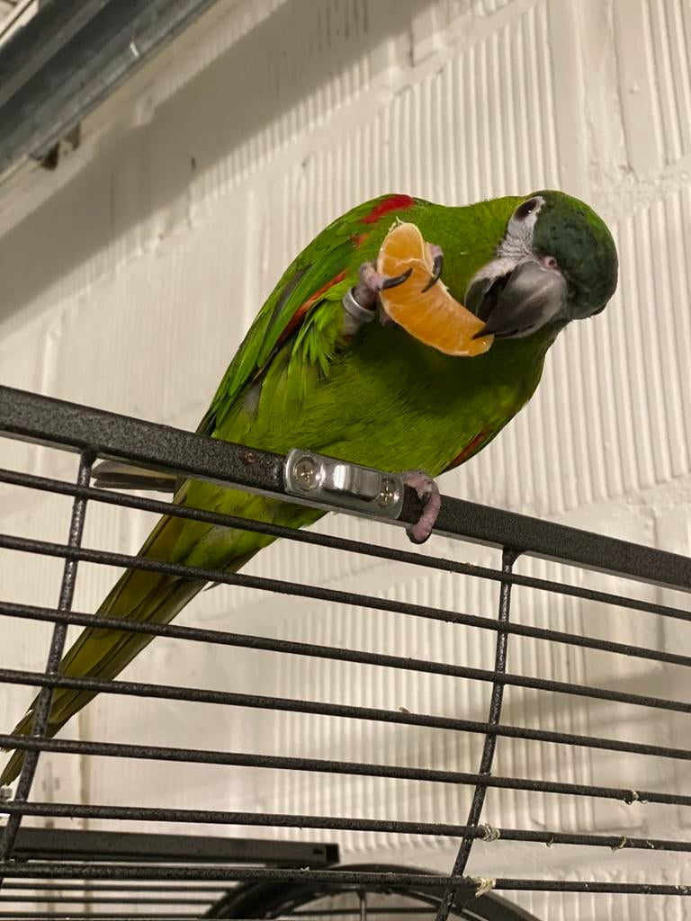 Dwerg papegaai  ara nobilis, Dieren en Toebehoren, Papegaai, Tam