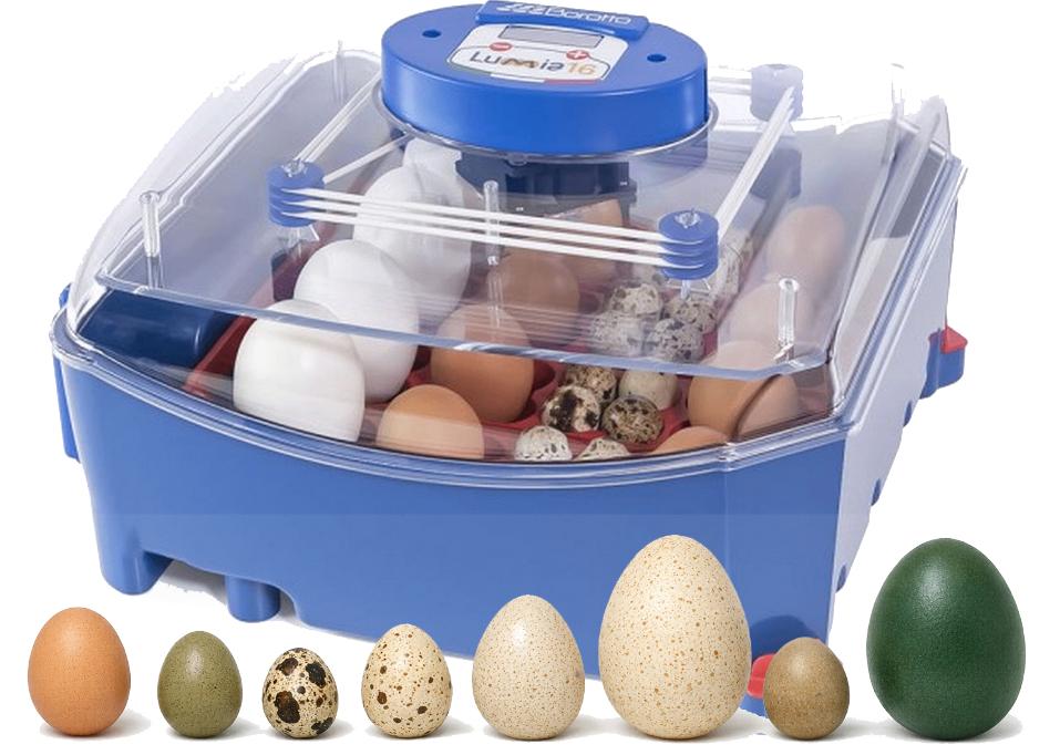 Geen broedmachine en toch eigen kuikens?  lees verder.., Dieren en Toebehoren, Pluimvee | Toebehoren, Ophalen, Overige typen