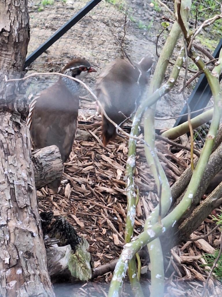 Perdrix rouge, Animaux & Accessoires