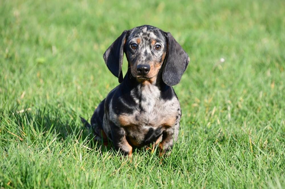 Chiots teckel à vendre (à poil ras)