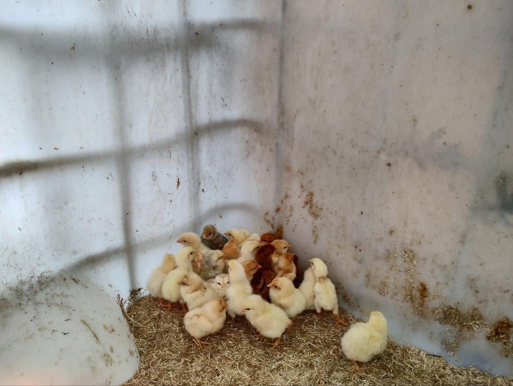 Kuikens Isa brown kruising van 5 maart