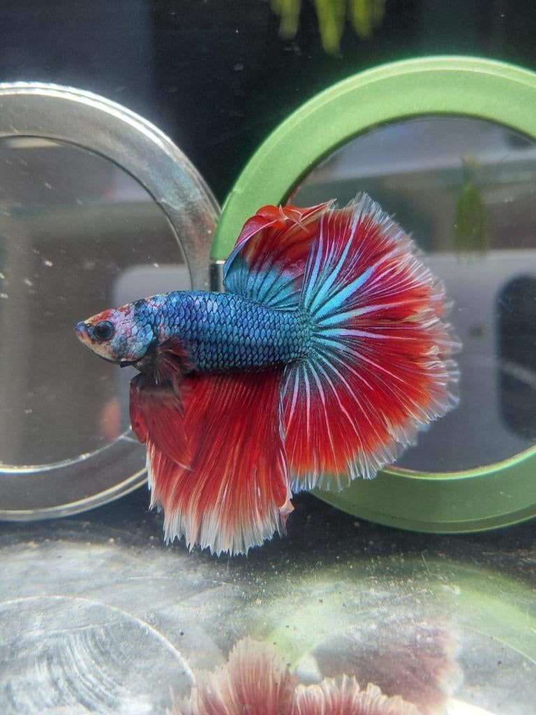 Mega halfmoon betta man, Dieren en Toebehoren, Vissen | Aquariumvissen, Vis
