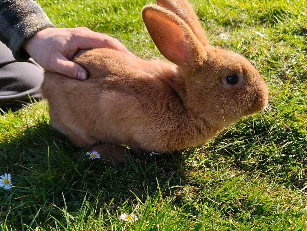Paaskonijnen, Dieren en Toebehoren, Konijnen