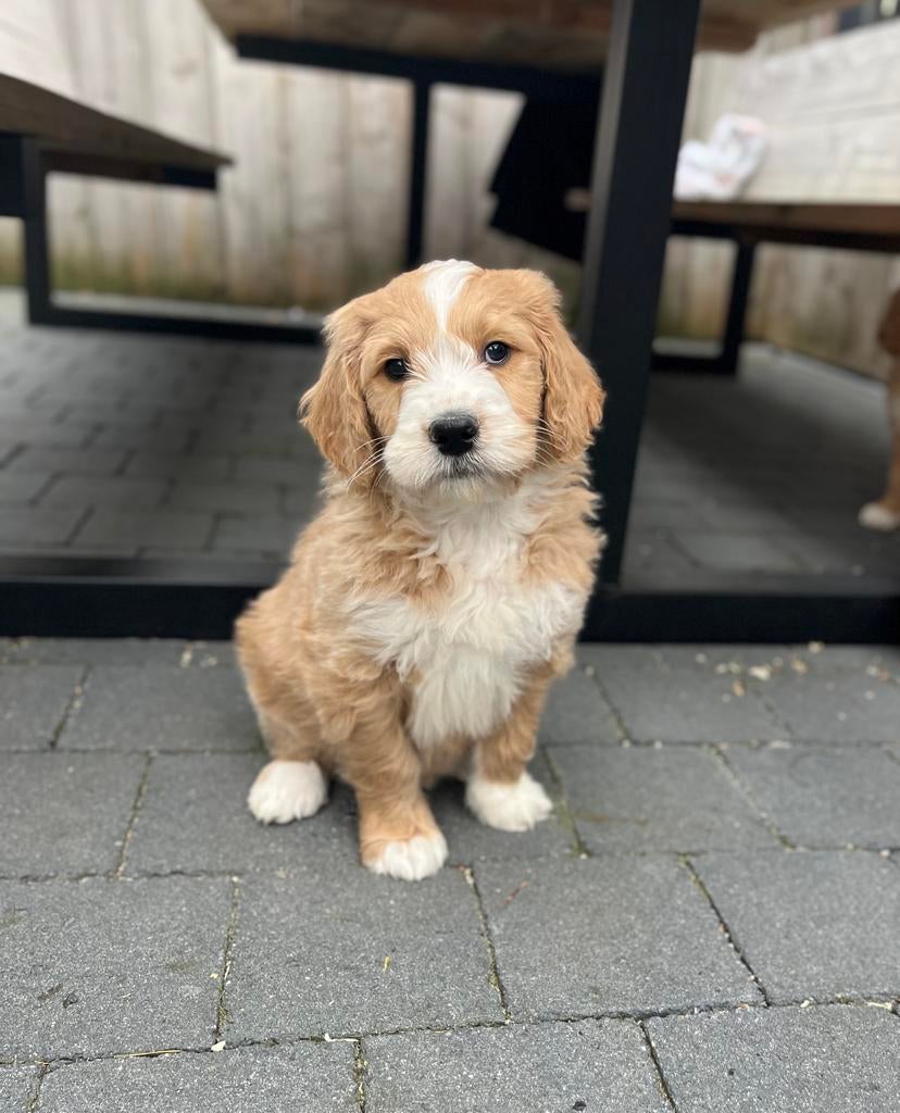 Beaux chiots Goldendoodle (parents testés), Golden retriever, Plusieurs, Hépatite contagieuse (maladie de Rubarth), Belgique