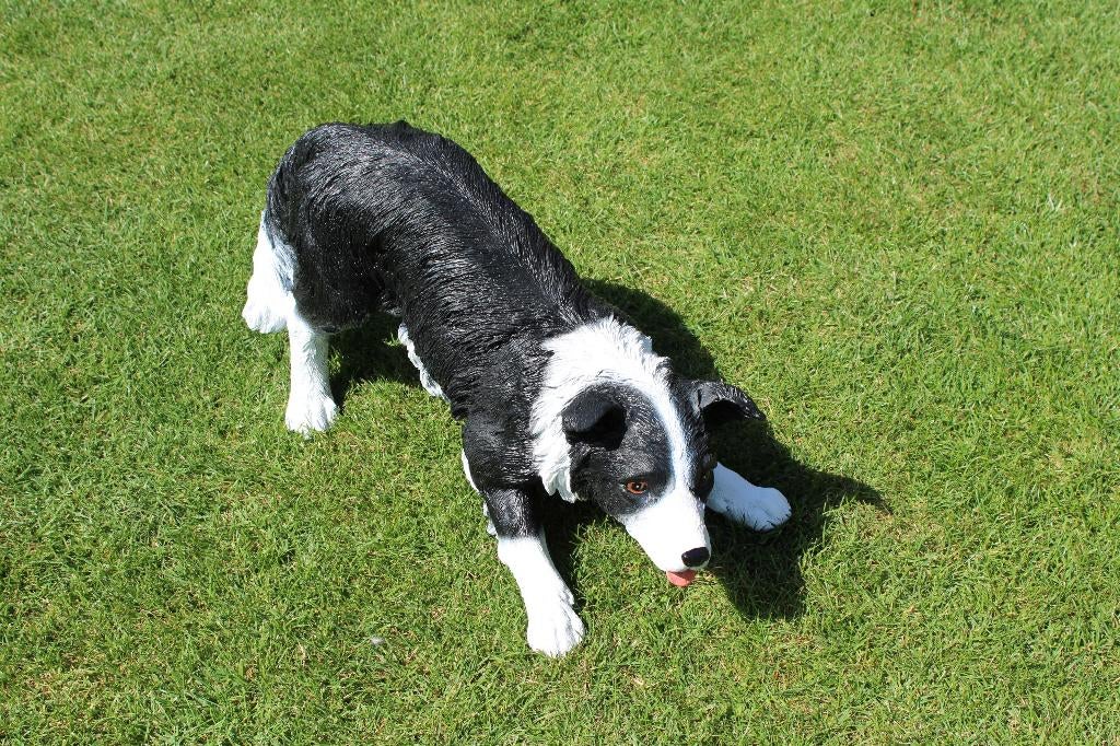 BORDER COLLIE hond van natuurlijke grootte, Tuin en Terras, Ophalen of Verzenden, Nieuw, Kunststof, Dierenbeeld