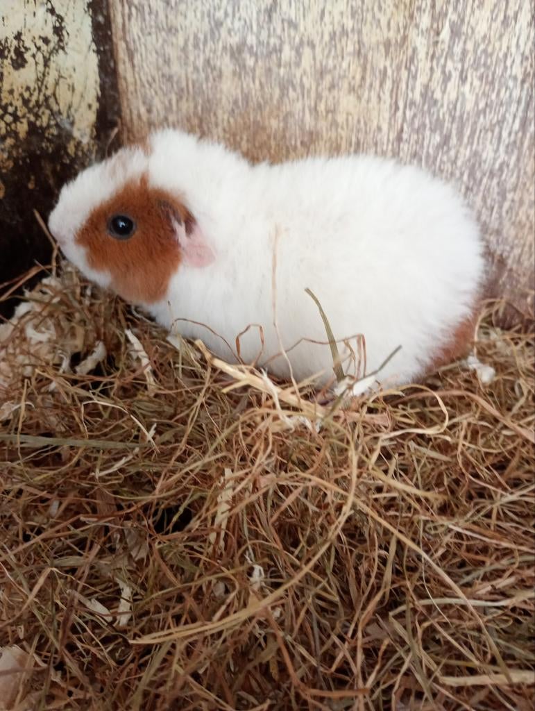 Jong us Teddy zeugje. Zoekt naar een nieuwe 5  woning., Dieren en Toebehoren, Vrouwelijk, Tam, Maart, Cavia