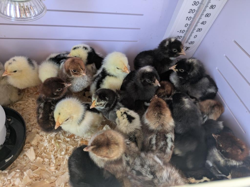 Kuikentjes vandaag geboren., Dieren en Toebehoren, Pluimvee