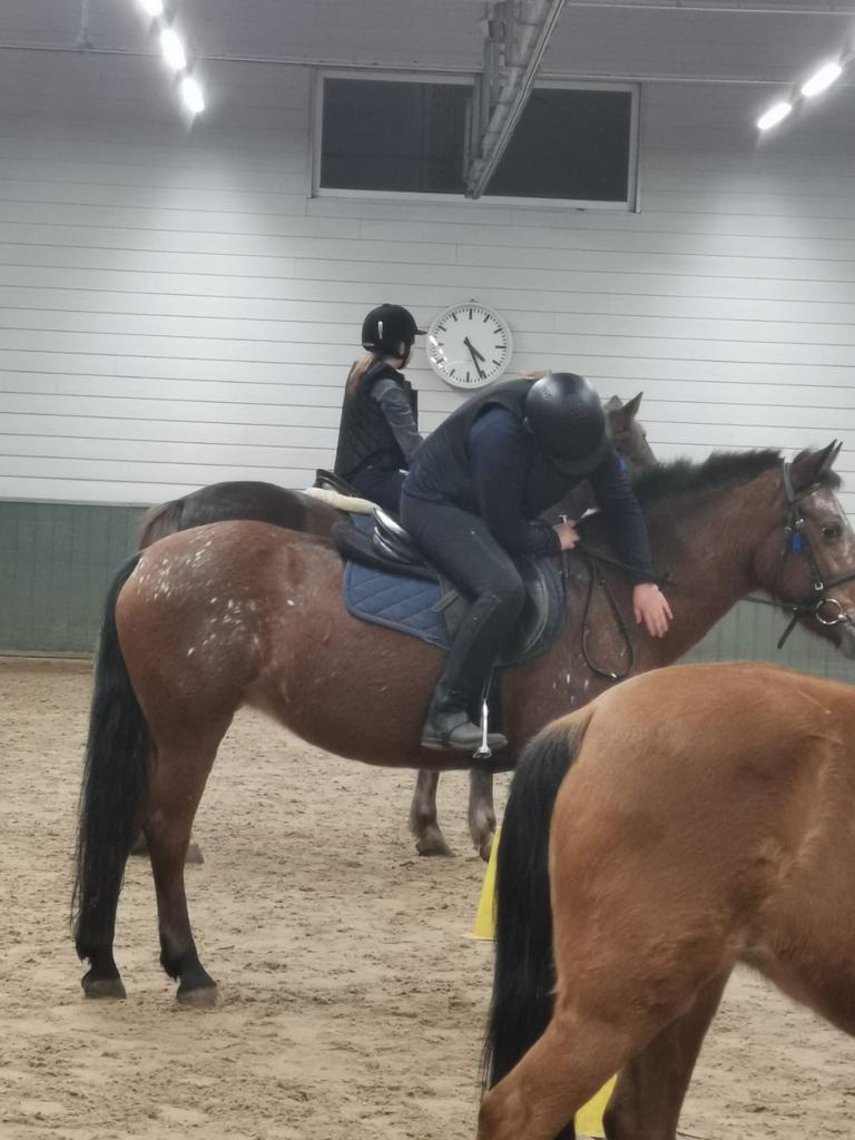Verzorg pony/shet/paard gezocht, Dieren en Toebehoren, Paarden