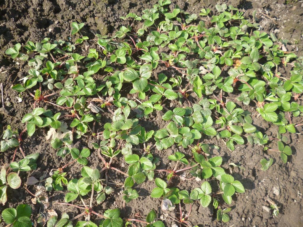 aardbei - bessen planten, Tuin en Terras, Planten | Tuinplanten, Ophalen