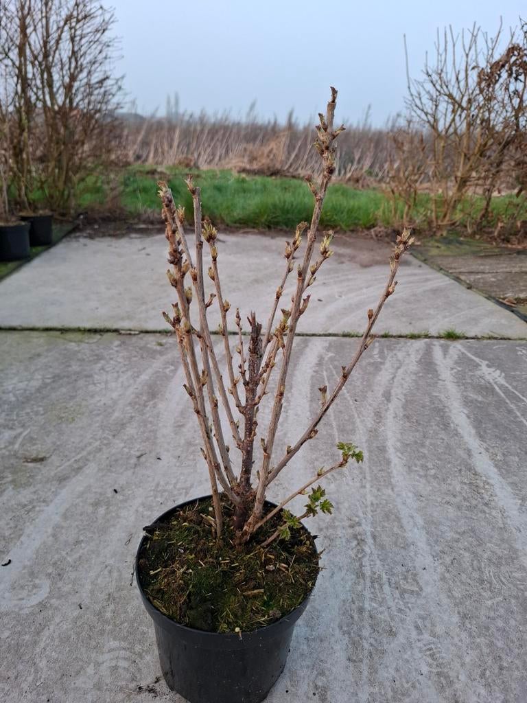 Kleinfruit, Tuin en Terras, Planten | Tuinplanten, Ophalen