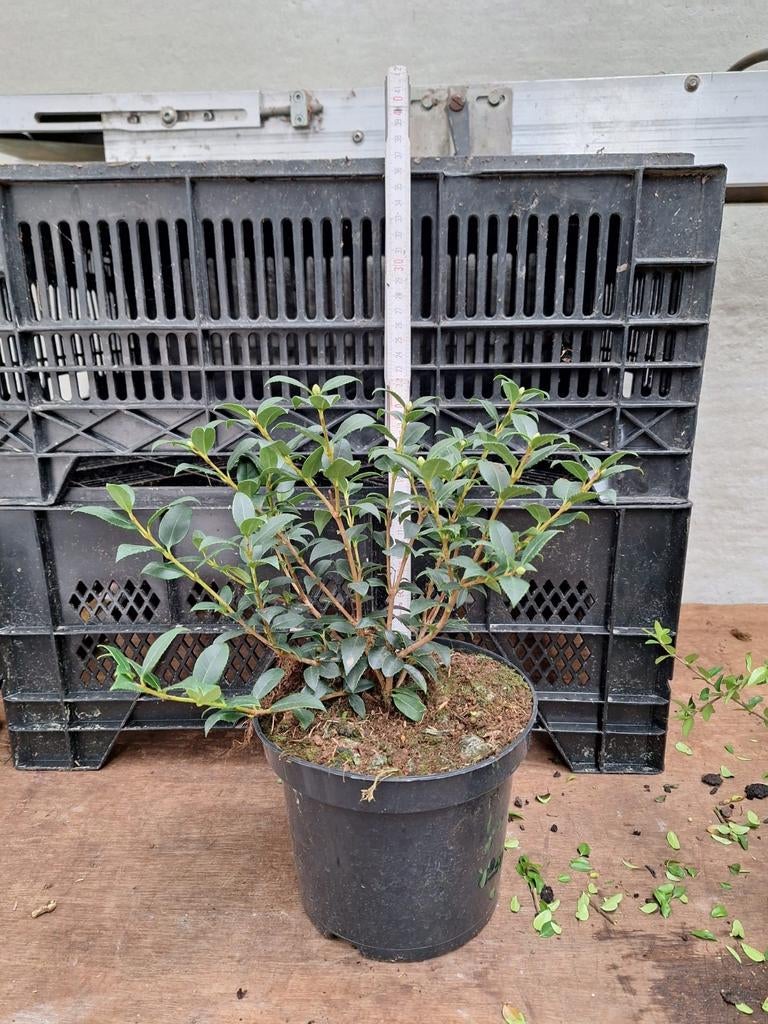 ‼️osmanthus Burkwoodii aan promoprijzen ‼️, Jardin & Terrasse, Plantes | Jardin, Enlèvement