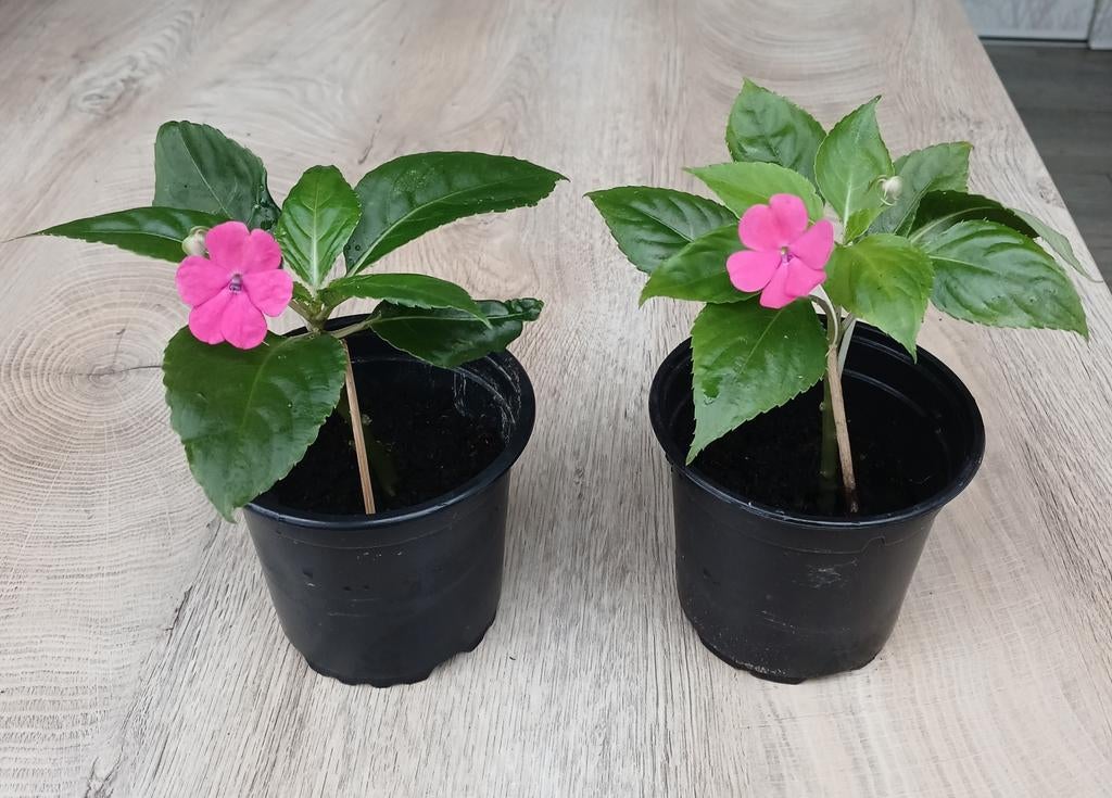 Plantes d'intérieur. "IMPATIENTE", Enlèvement