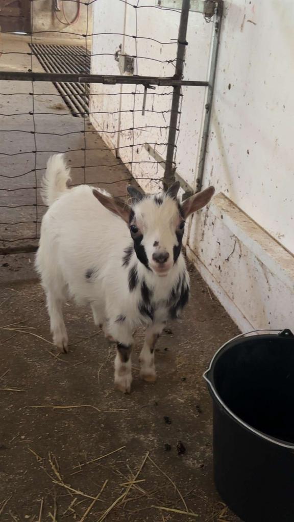 Belles chèvres, Animaux & Accessoires, Moutons, Chèvres & Cochons