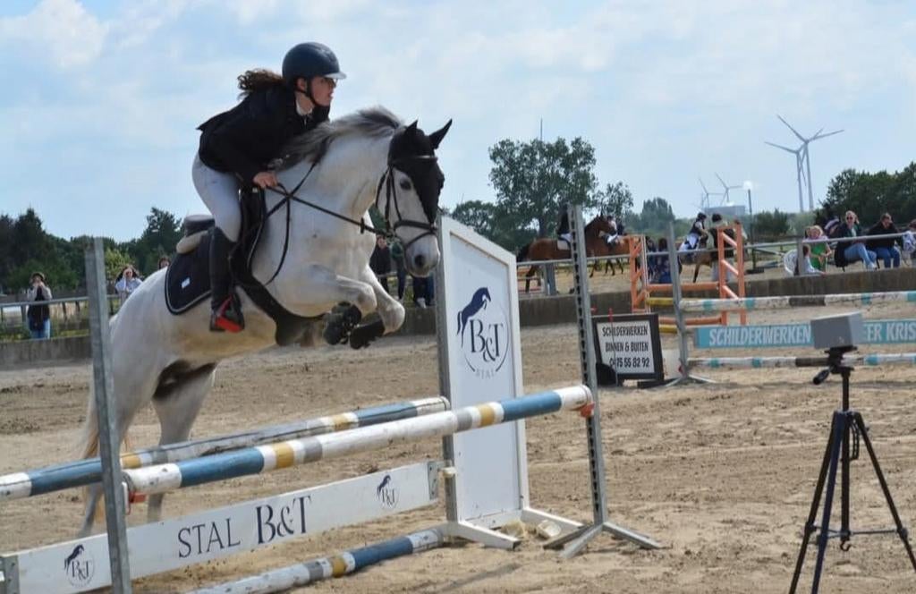 D pony, Dieren en Toebehoren, Pony's