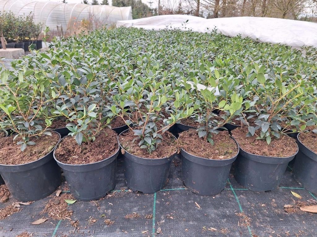 ‼️osmanthus Burkwoodii aan promoprijzen ‼️, Ophalen, Taxus