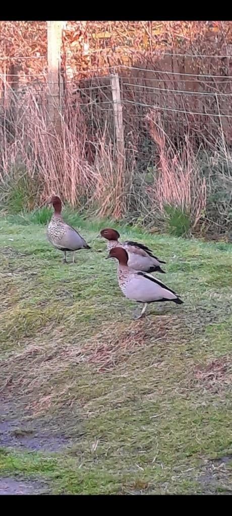 Manenganzen sierganzen, Dieren en Toebehoren, Pluimvee, Mannelijk, Eend