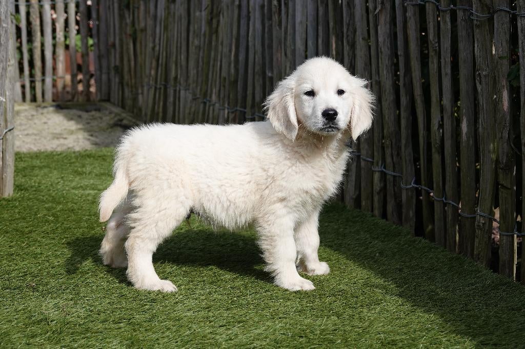 Magnifiques chiots Golden Retriever avec pedigree, Golden retriever, Plusieurs, Hépatite contagieuse (maladie de Rubarth), Belgique